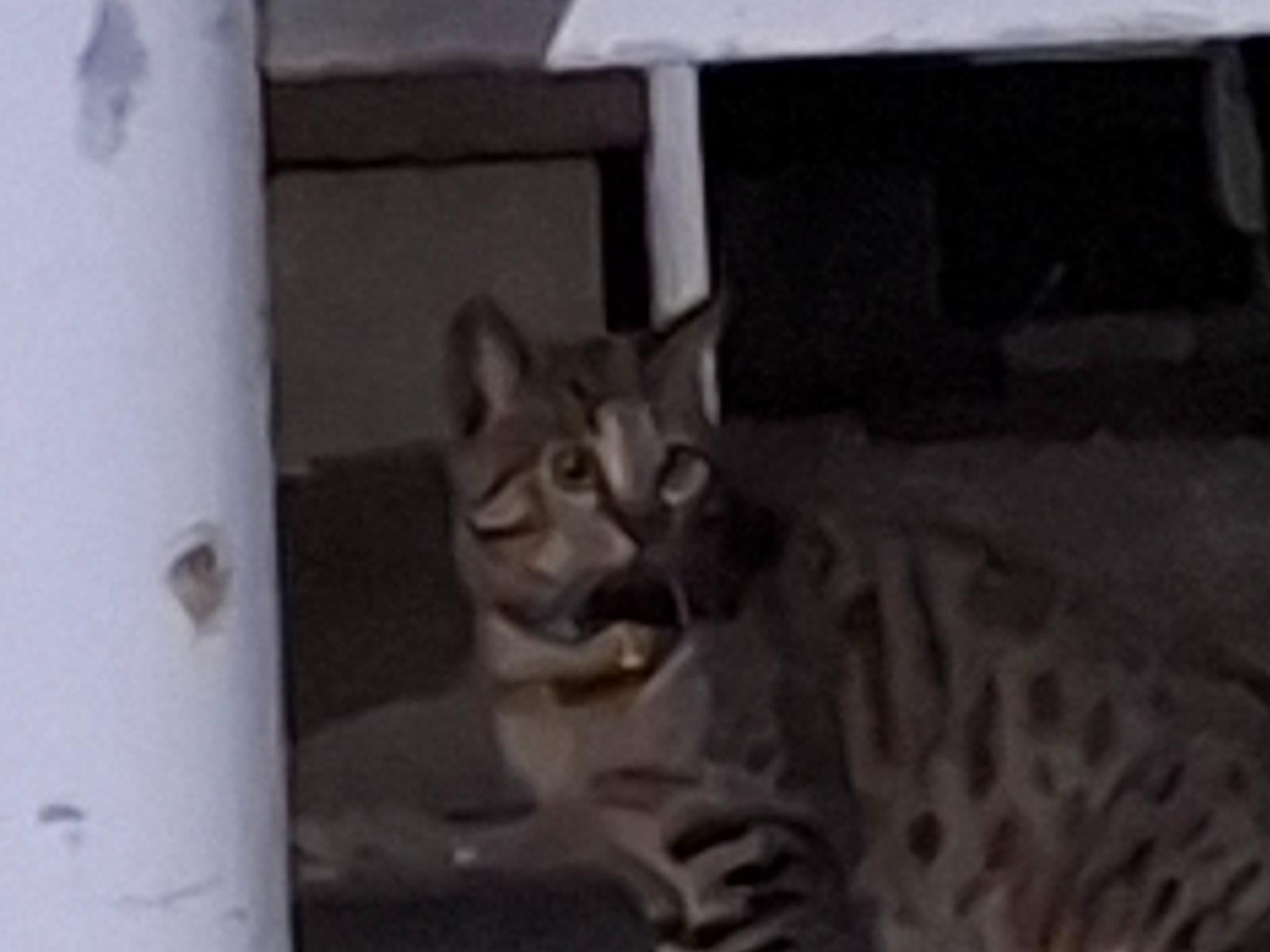 目撃された猫 目撃された猫