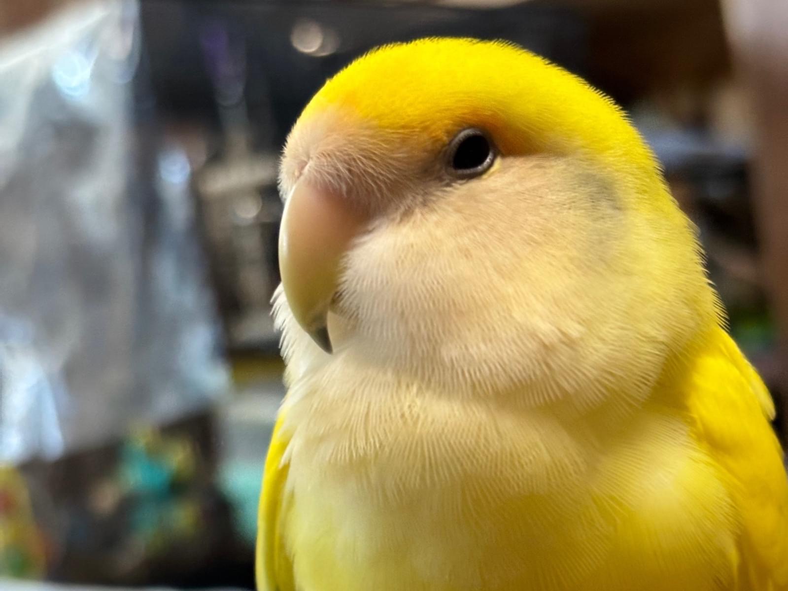 そわちゃん そわちゃん