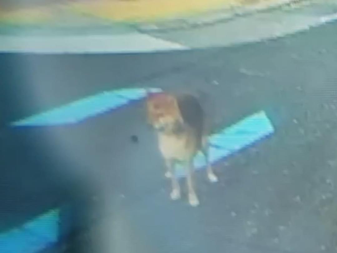 目撃された犬 目撃された犬