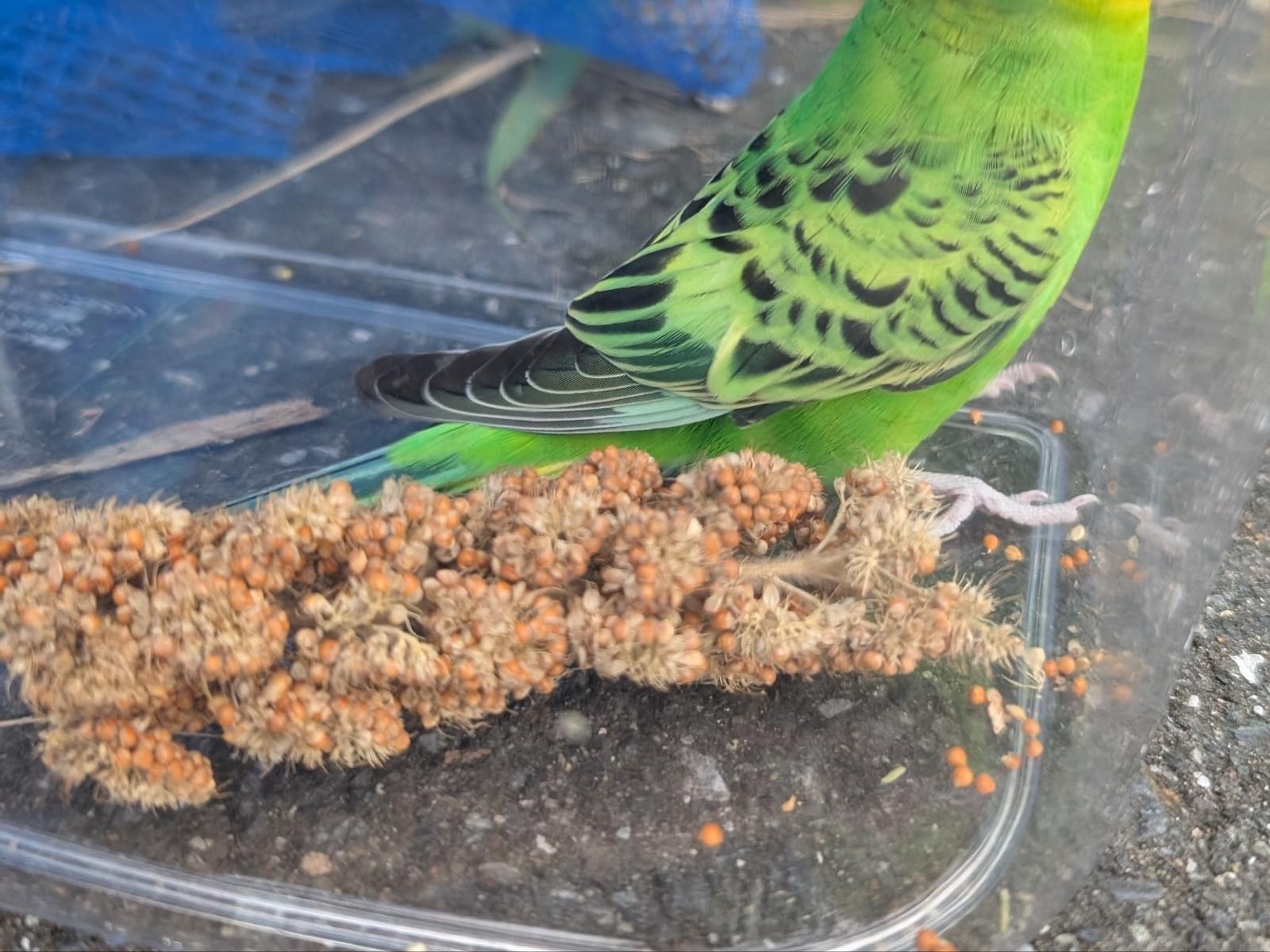 保護された鳥 保護された鳥
