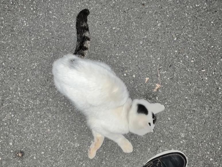 目撃された猫 目撃された猫