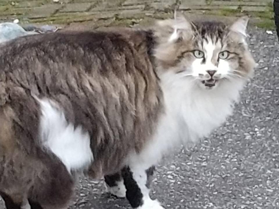 ノラちゃん ノラちゃん