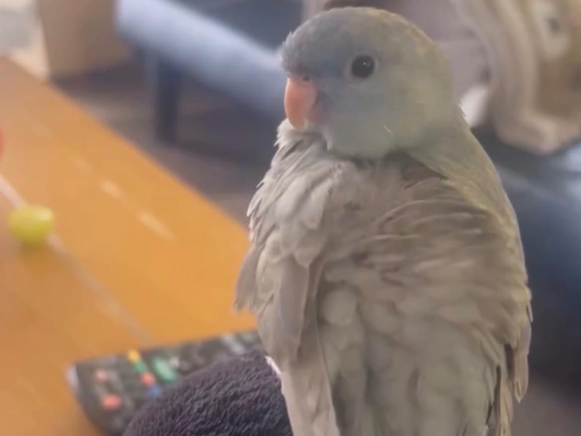 ぴーこちゃん ぴーこちゃん