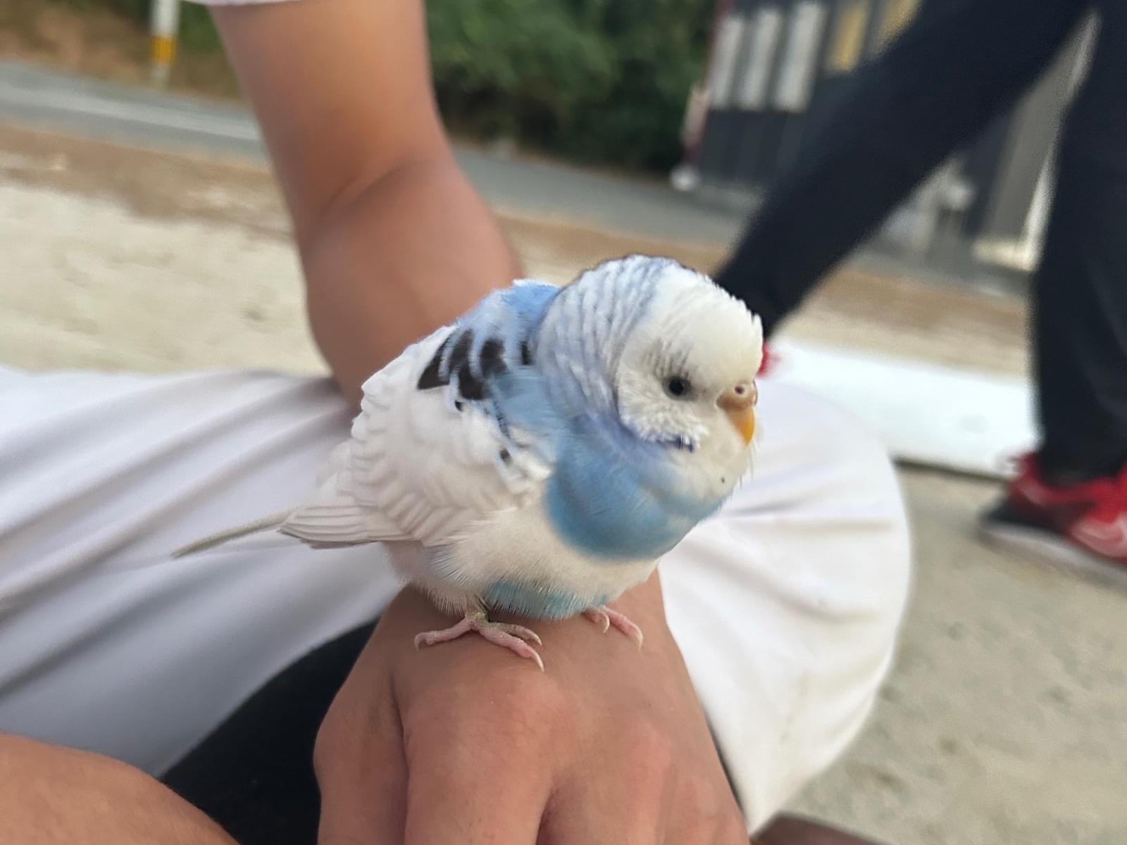 保護された鳥 保護された鳥