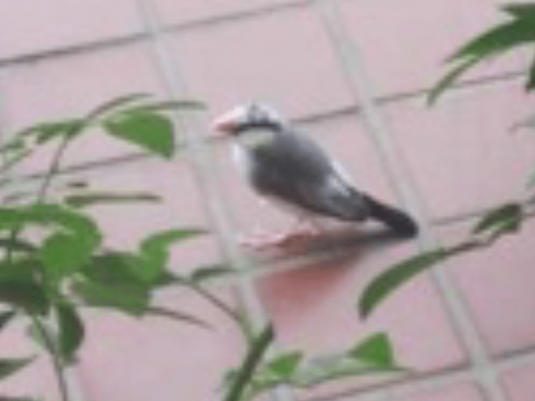 目撃された鳥 目撃された鳥