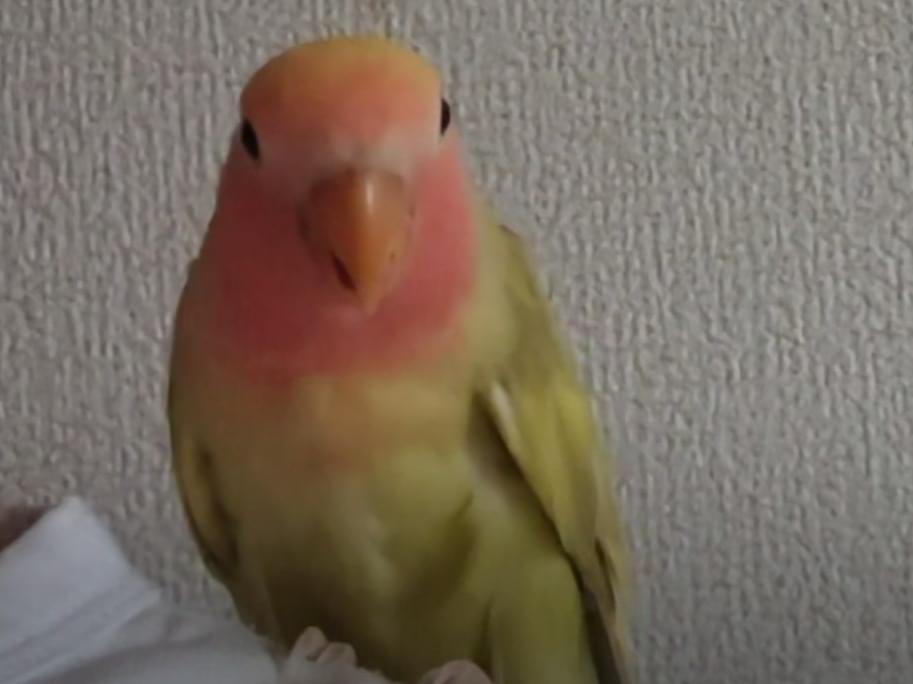ララちゃん