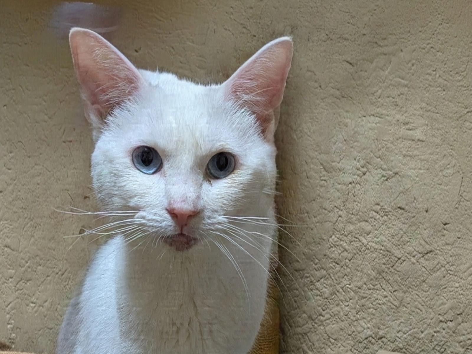 保護された猫 保護された猫
