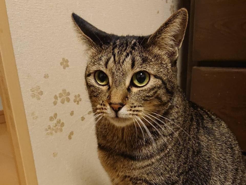 保護された猫 保護された猫