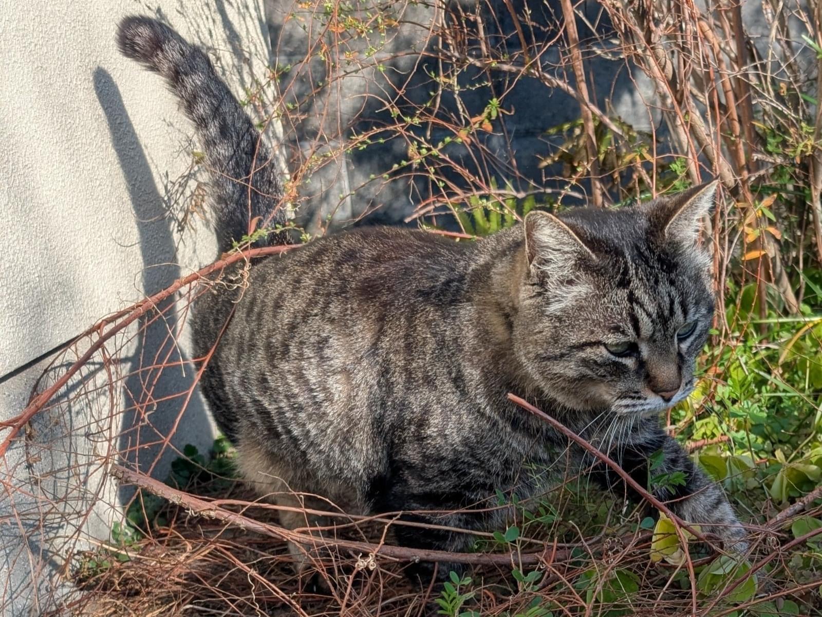 チビちゃん チビちゃん