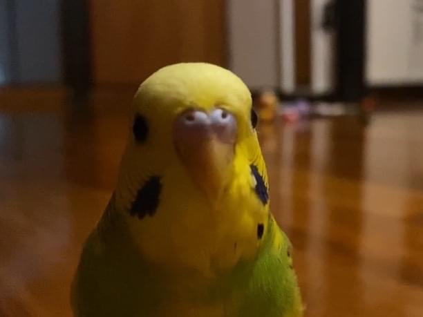 わたべちゃん わたべちゃん