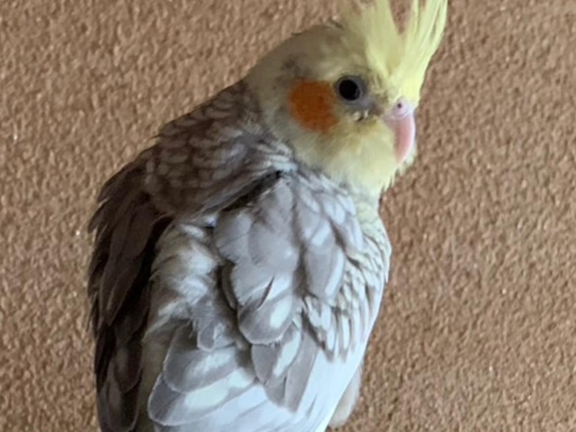 まさおちゃん まさおちゃん