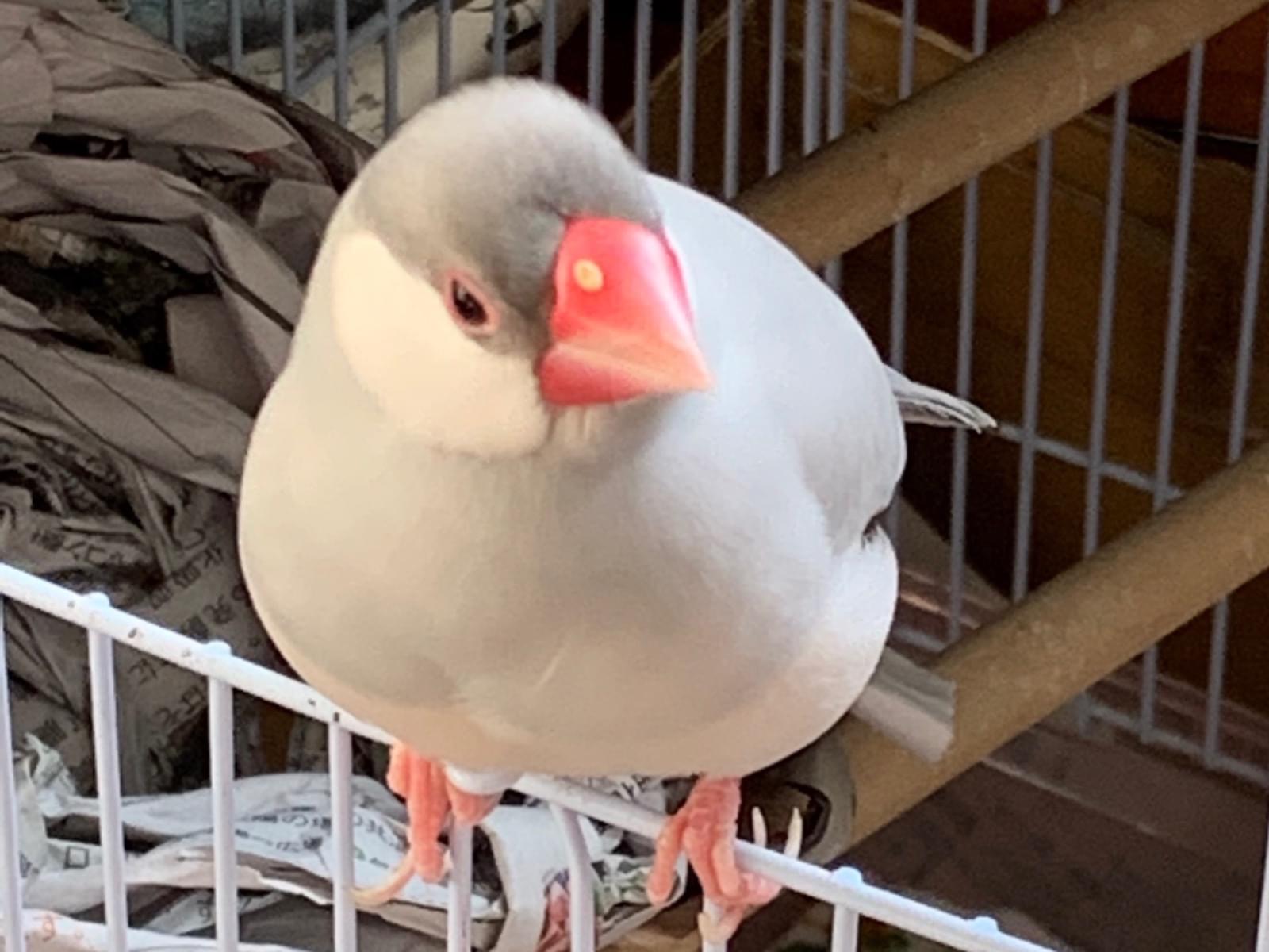 ぴーちゃん ぴーちゃん