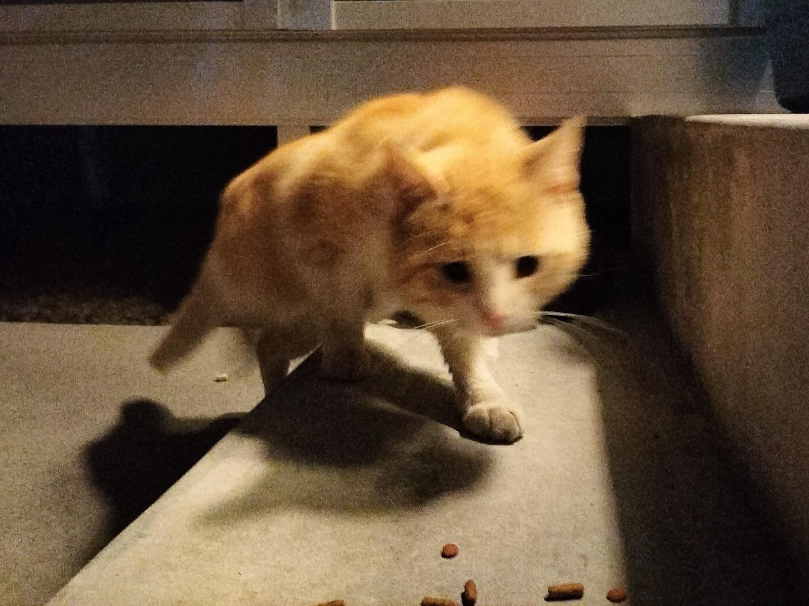 目撃された猫 目撃された猫