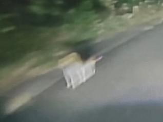 目撃された犬 目撃された犬