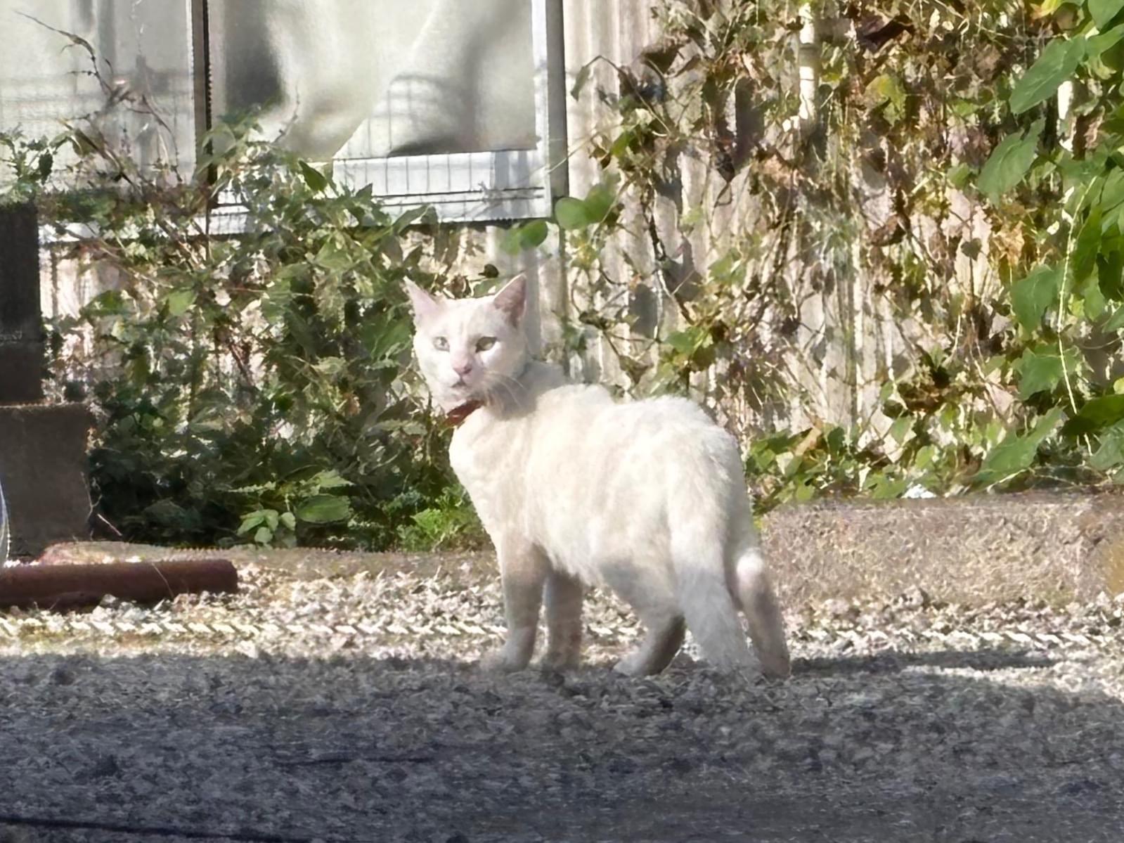 目撃された猫 目撃された猫