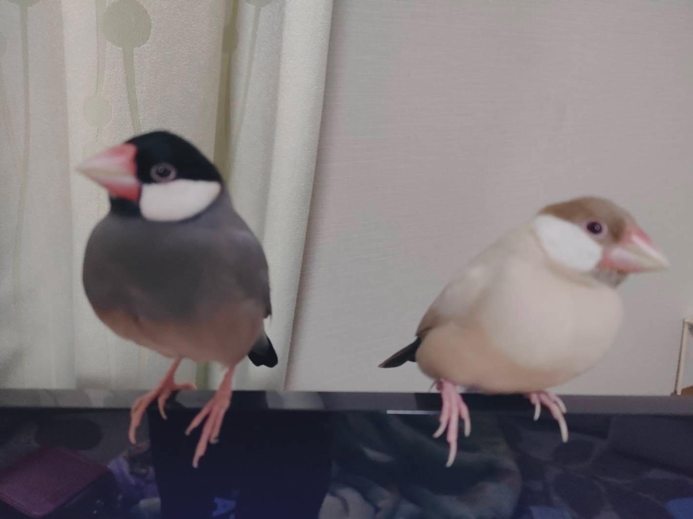 ルクちゃん ルクちゃん