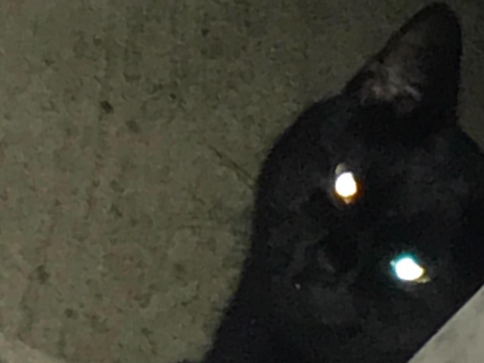 目撃された猫 目撃された猫