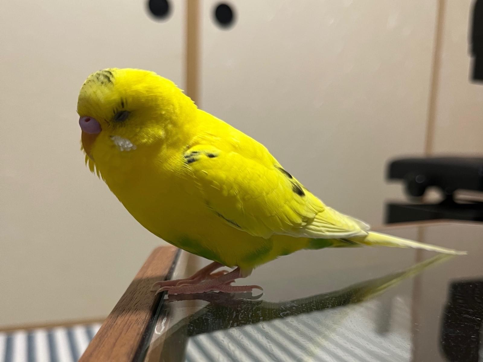 保護された鳥 保護された鳥