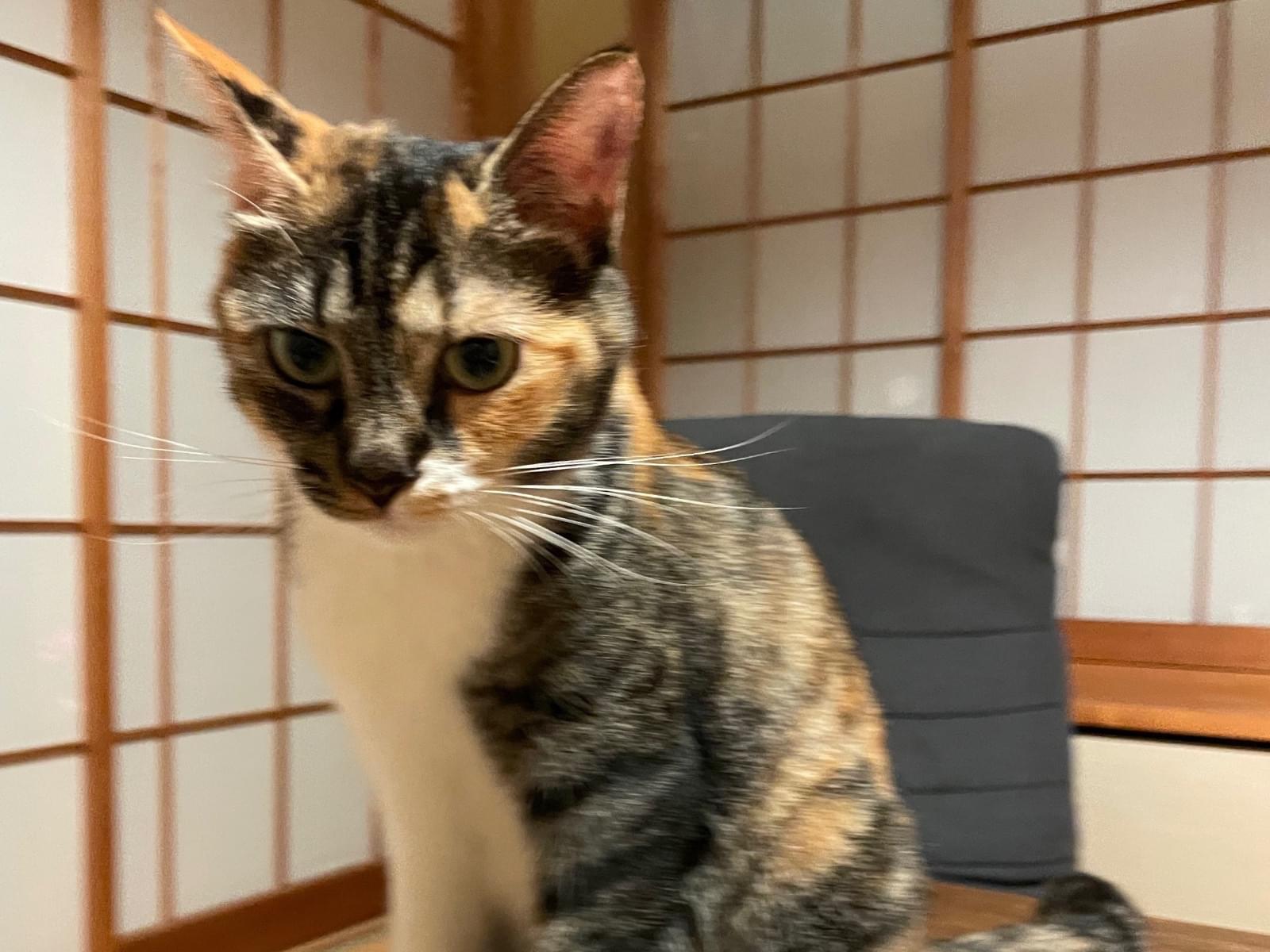 キキちゃん キキちゃん