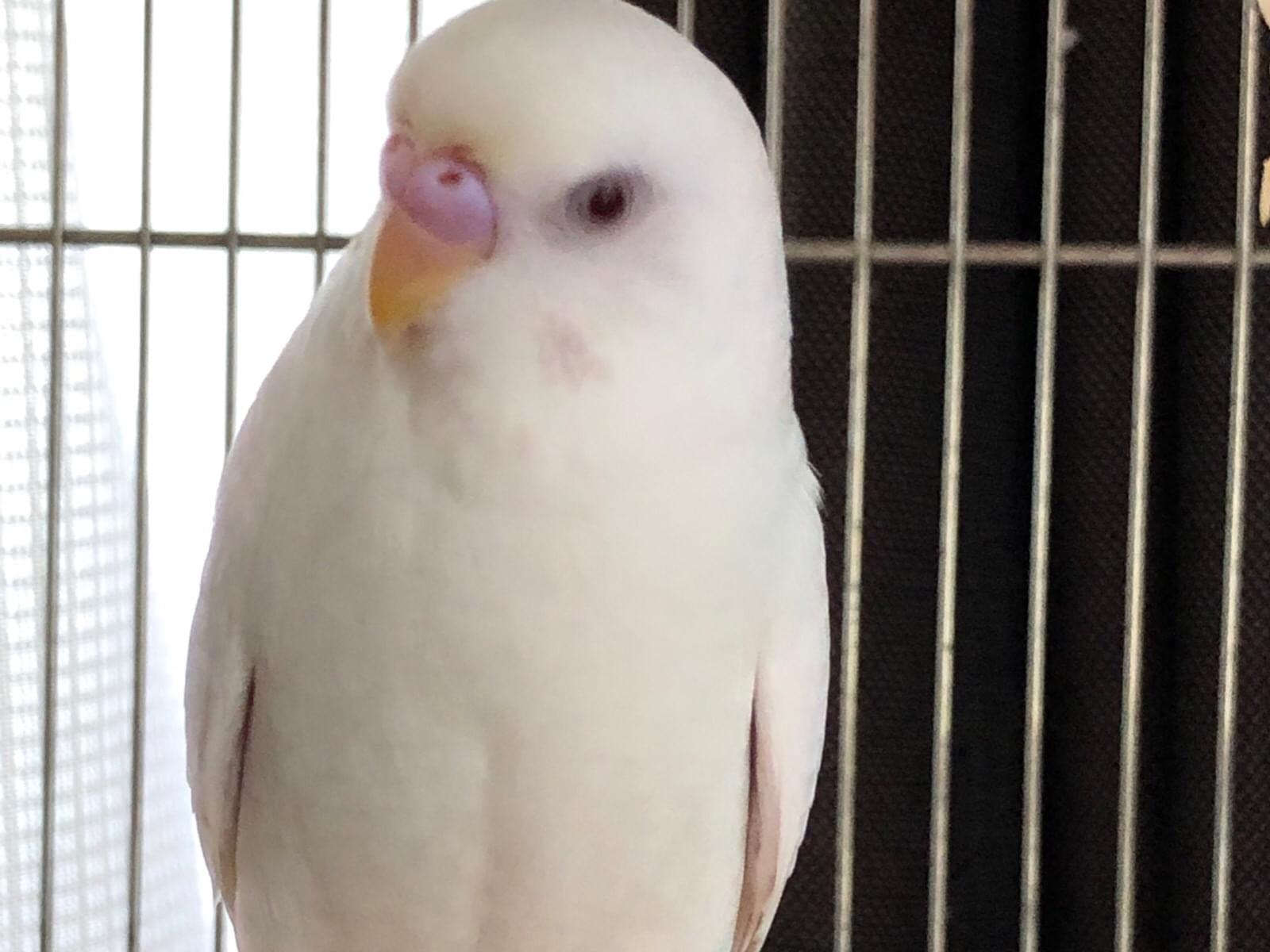 ぴょしろーちゃん ぴょしろーちゃん