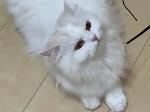 長毛白猫