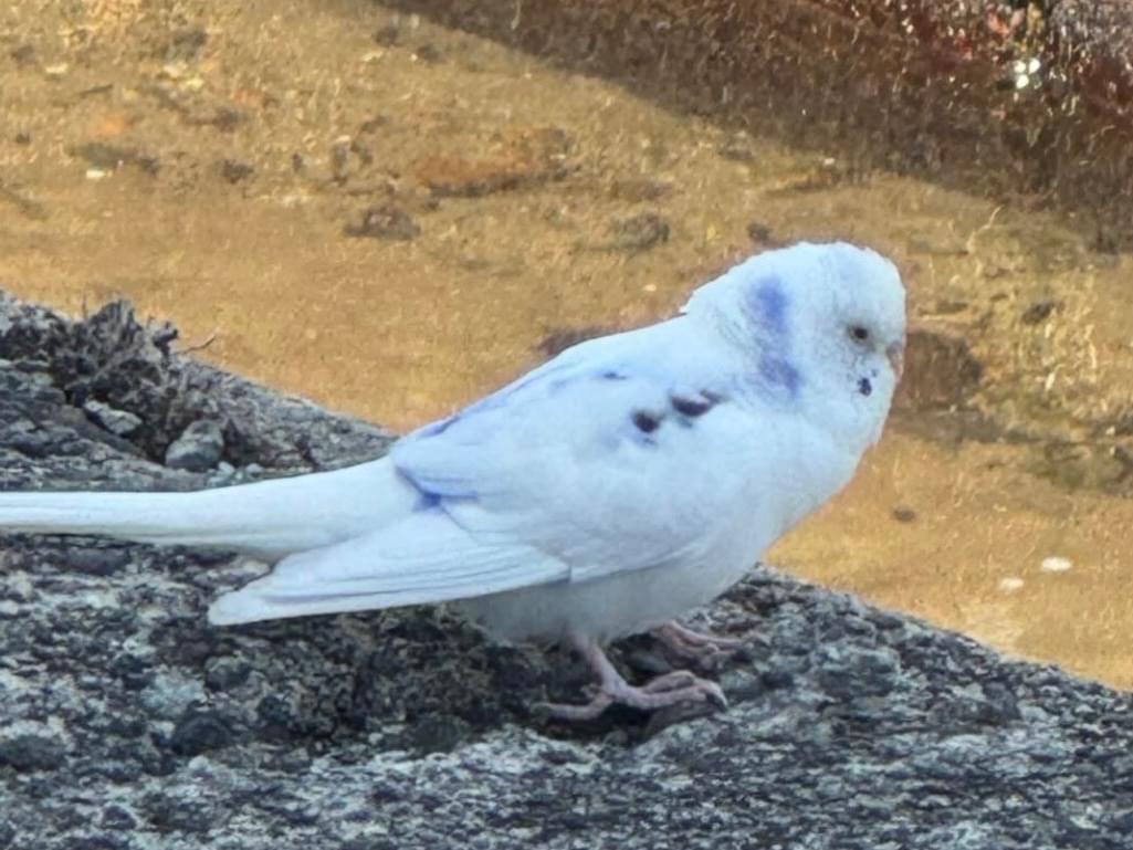 目撃された鳥 目撃された鳥