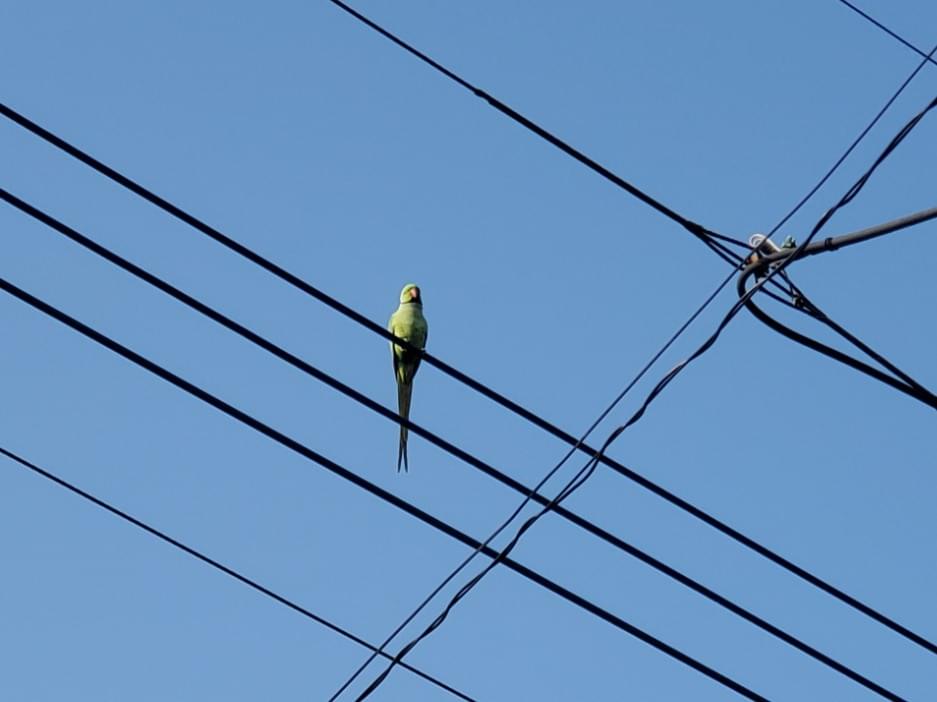 目撃された鳥 目撃された鳥