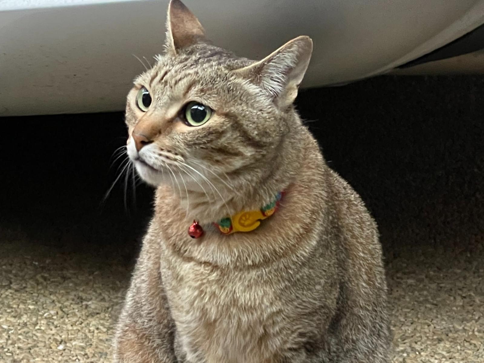 目撃された猫 目撃された猫