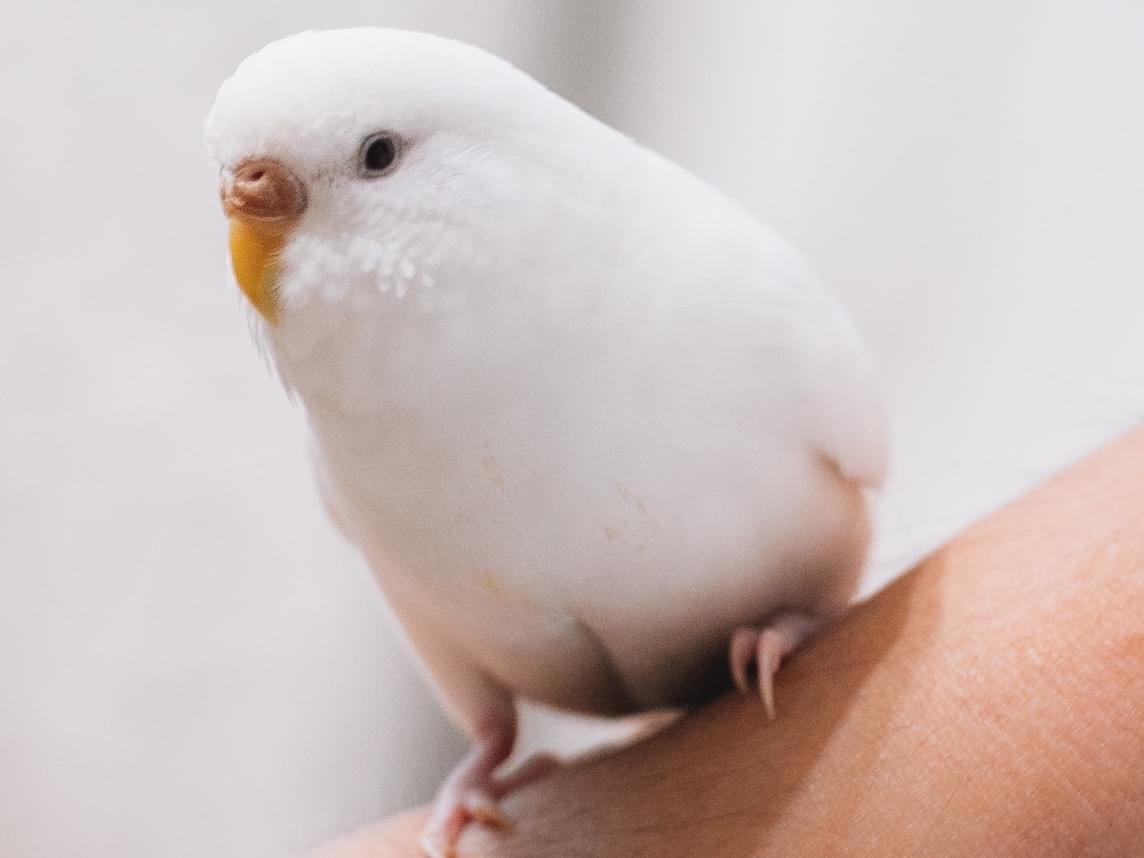 ぴっちゃん ぴっちゃん