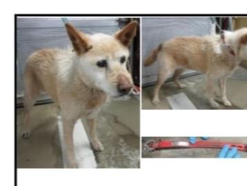 保護された犬 保護された犬