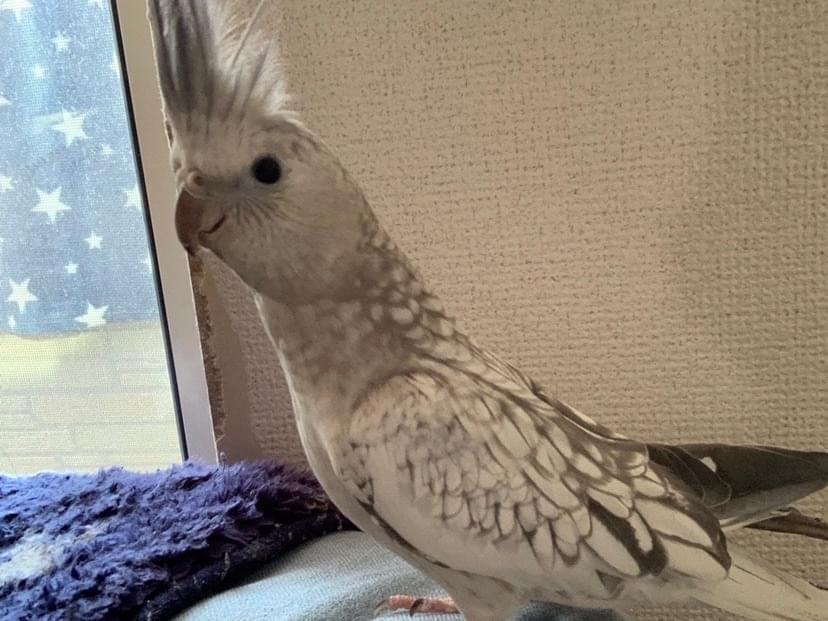 ビビちゃん ビビちゃん