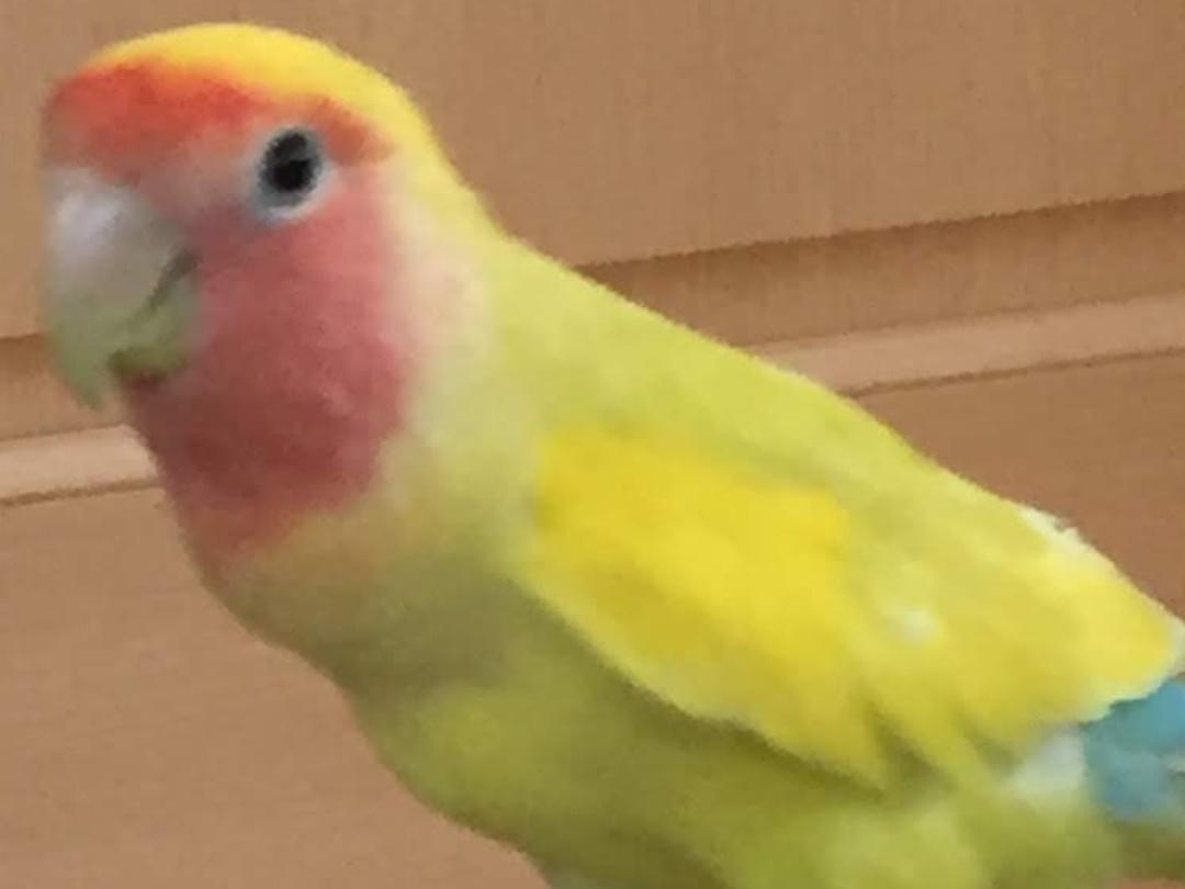 きぃちゃん きぃちゃん