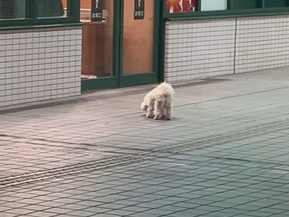 目撃された犬 目撃された犬