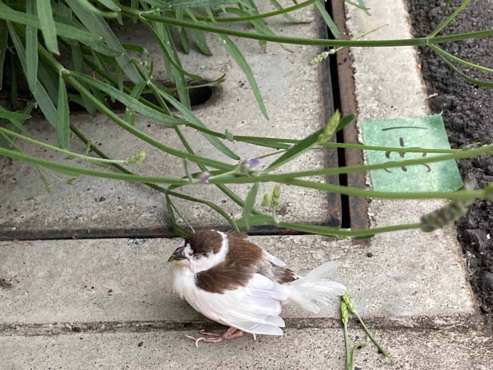 保護された鳥 保護された鳥