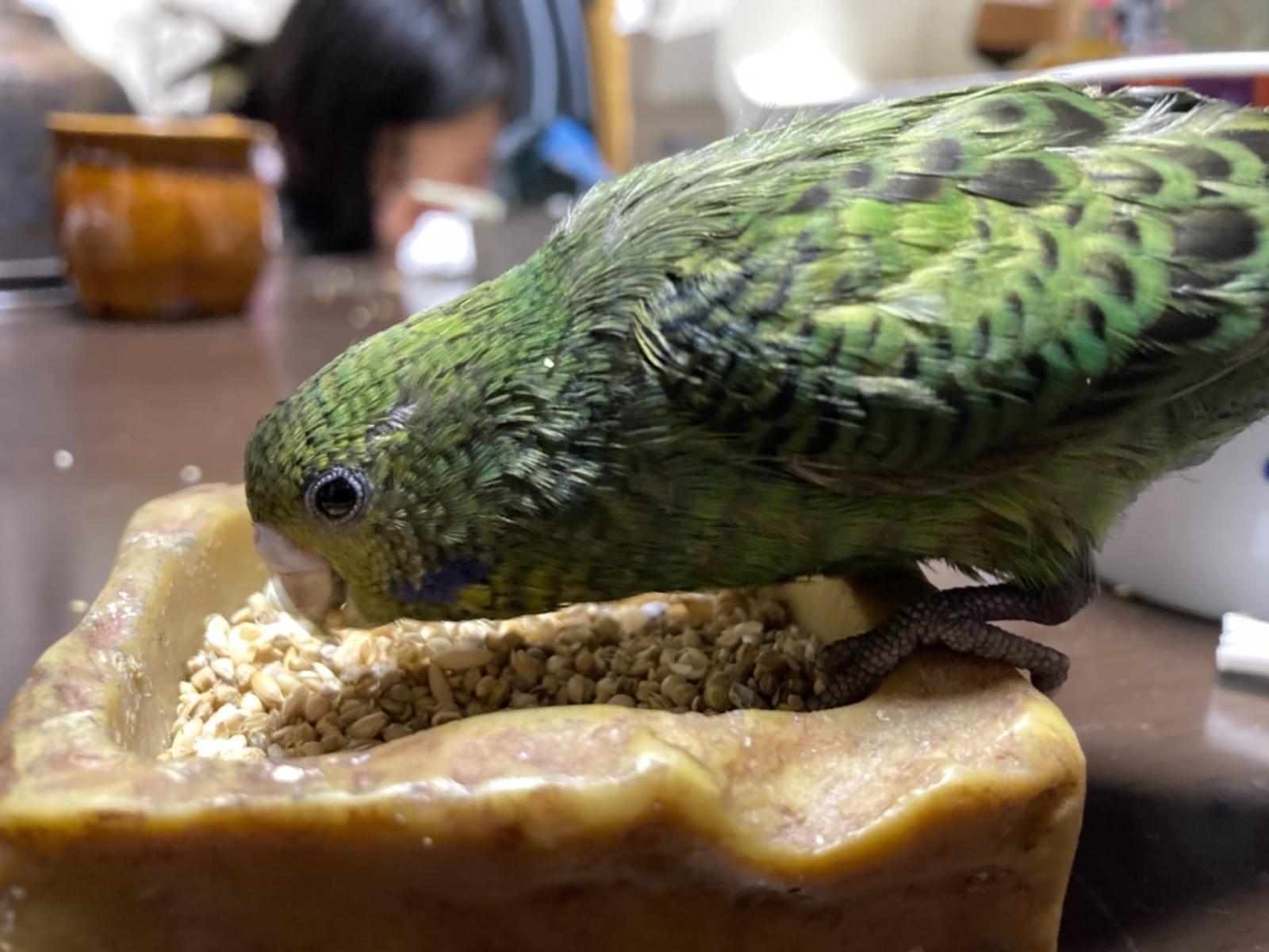 くーちゃん くーちゃん
