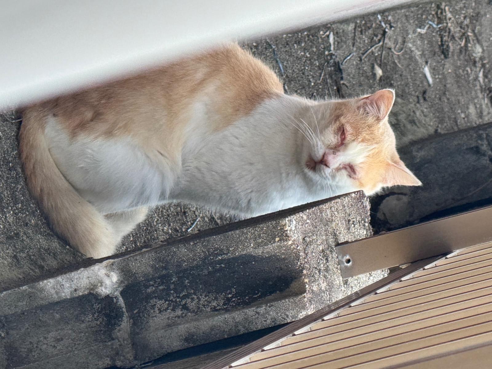 目撃された猫 目撃された猫