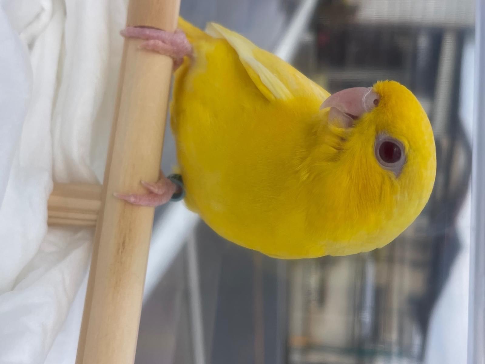 ぴのちゃん