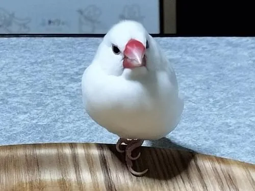 白 【コメント閲覧用】文鳥 白文鳥 Video and Vectors, Photos, Stock 447 Browse – Images あみぐるみ