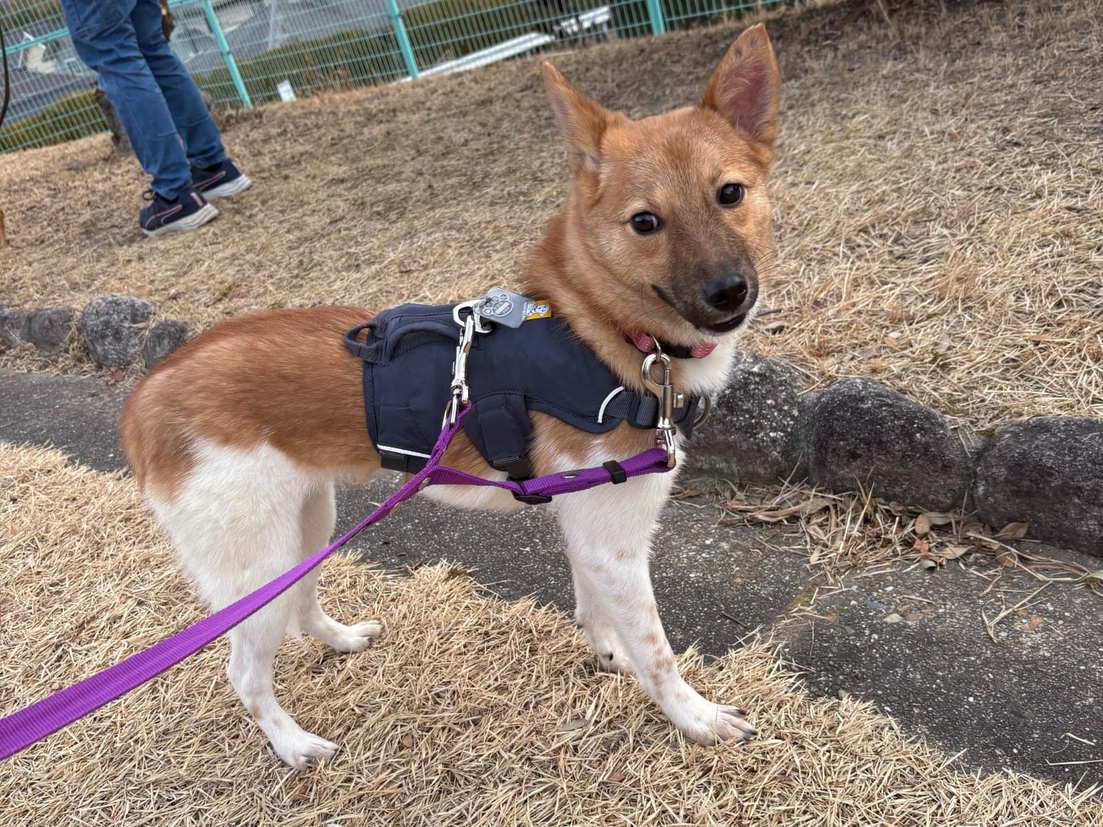 結波ちゃん 結波ちゃん