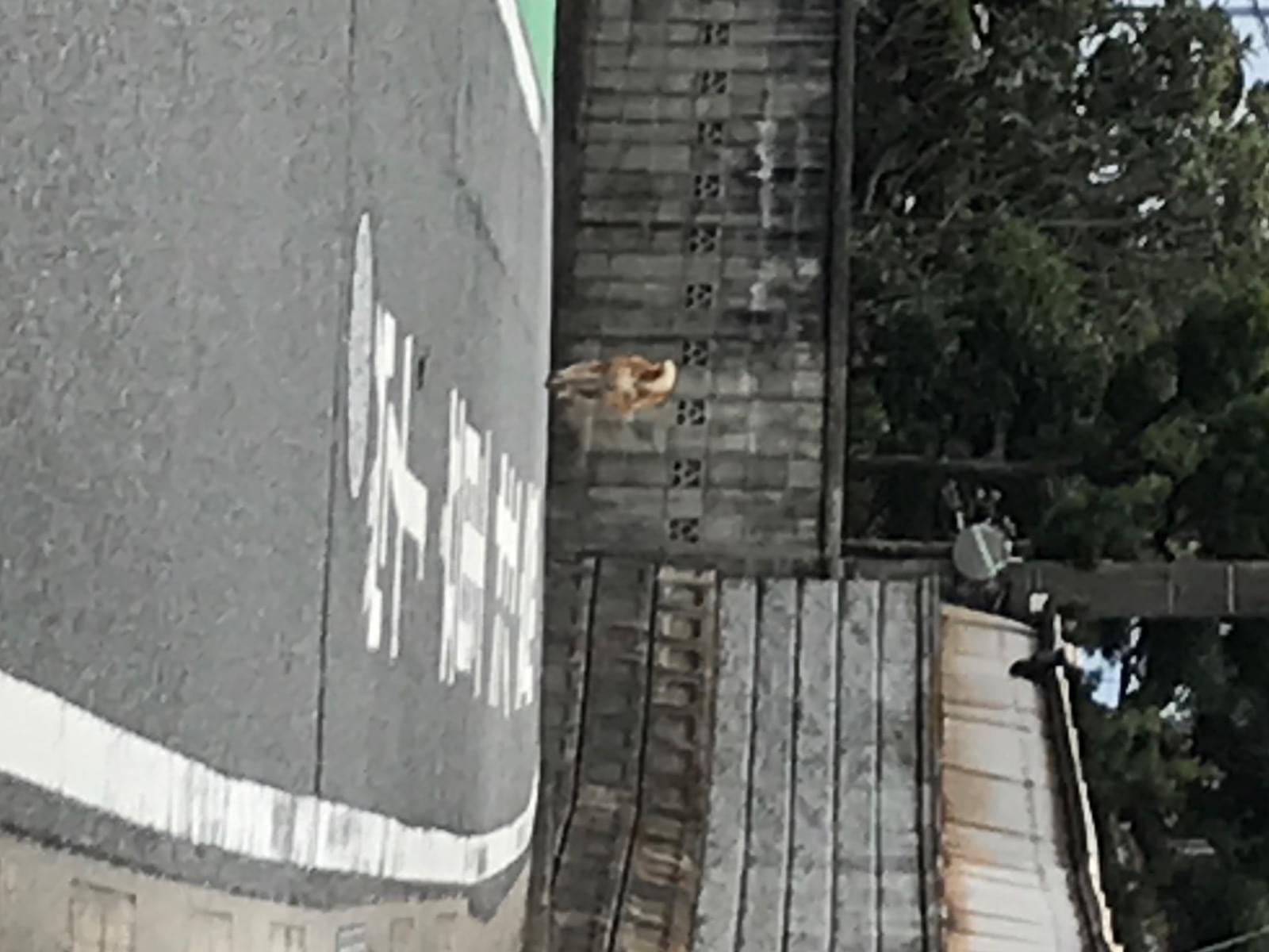 目撃された犬 目撃された犬