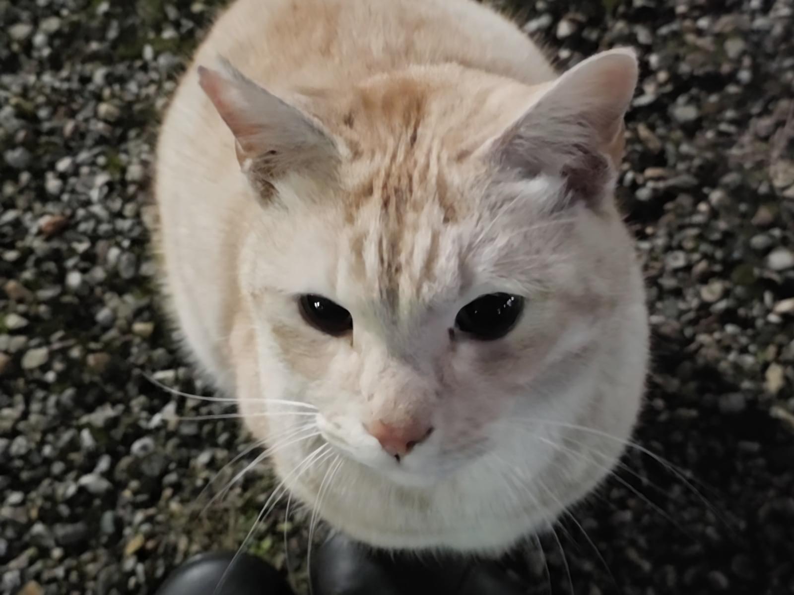 チャトランちゃん