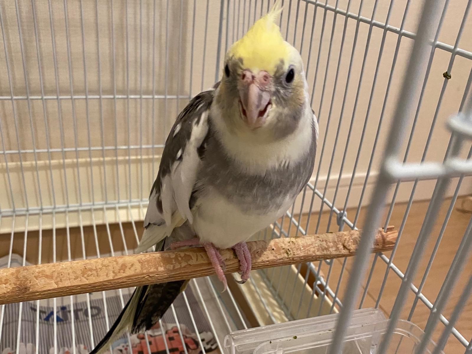 保護された鳥 保護された鳥