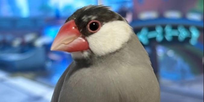桜文鳥を探しています