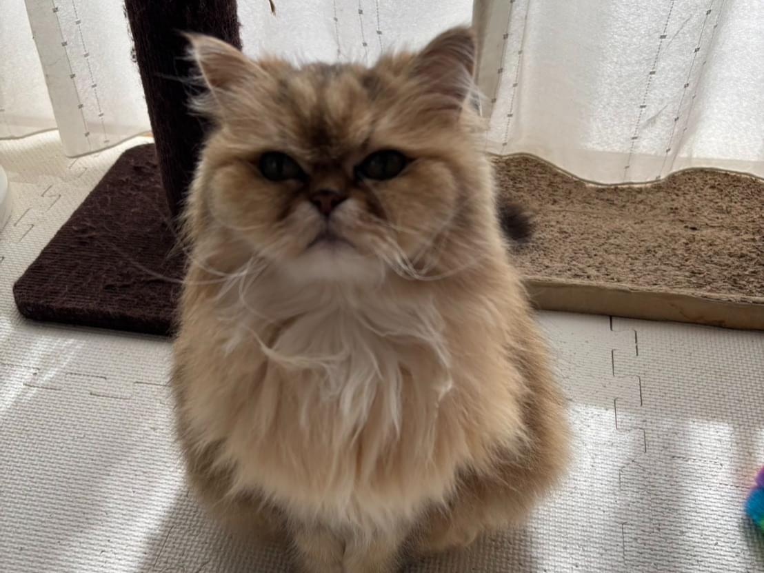 チョコちゃん チョコちゃん