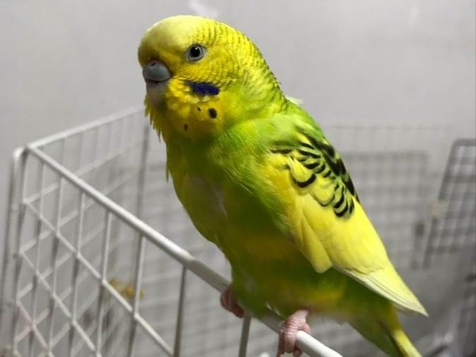 保護された鳥 保護された鳥
