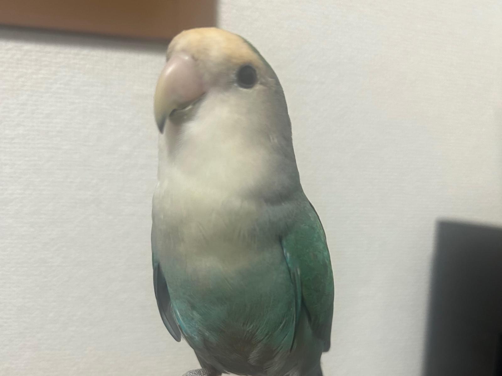 ミントちゃん ミントちゃん