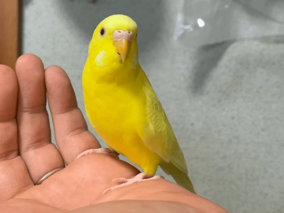 ピーちゃん ピーちゃん