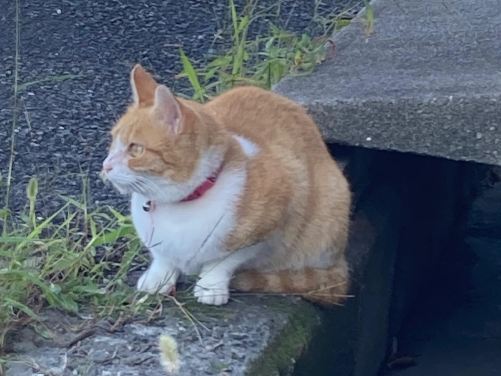目撃された猫 目撃された猫