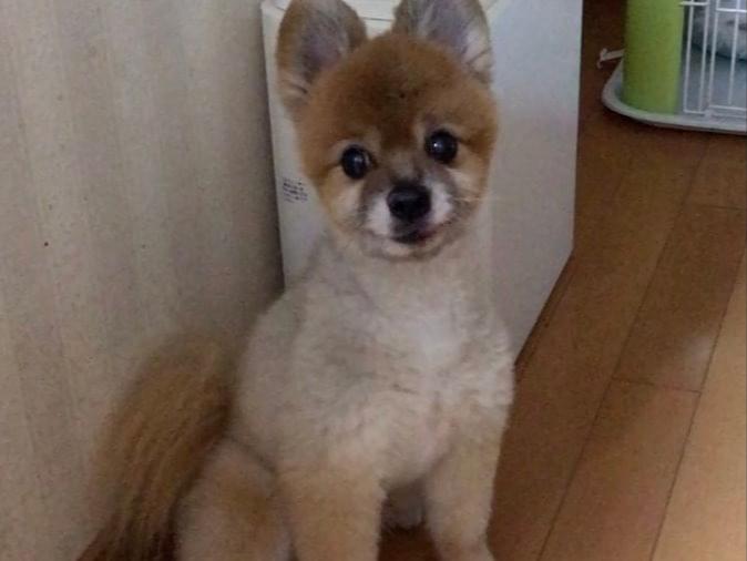 ぽん太ちゃん ぽん太ちゃん