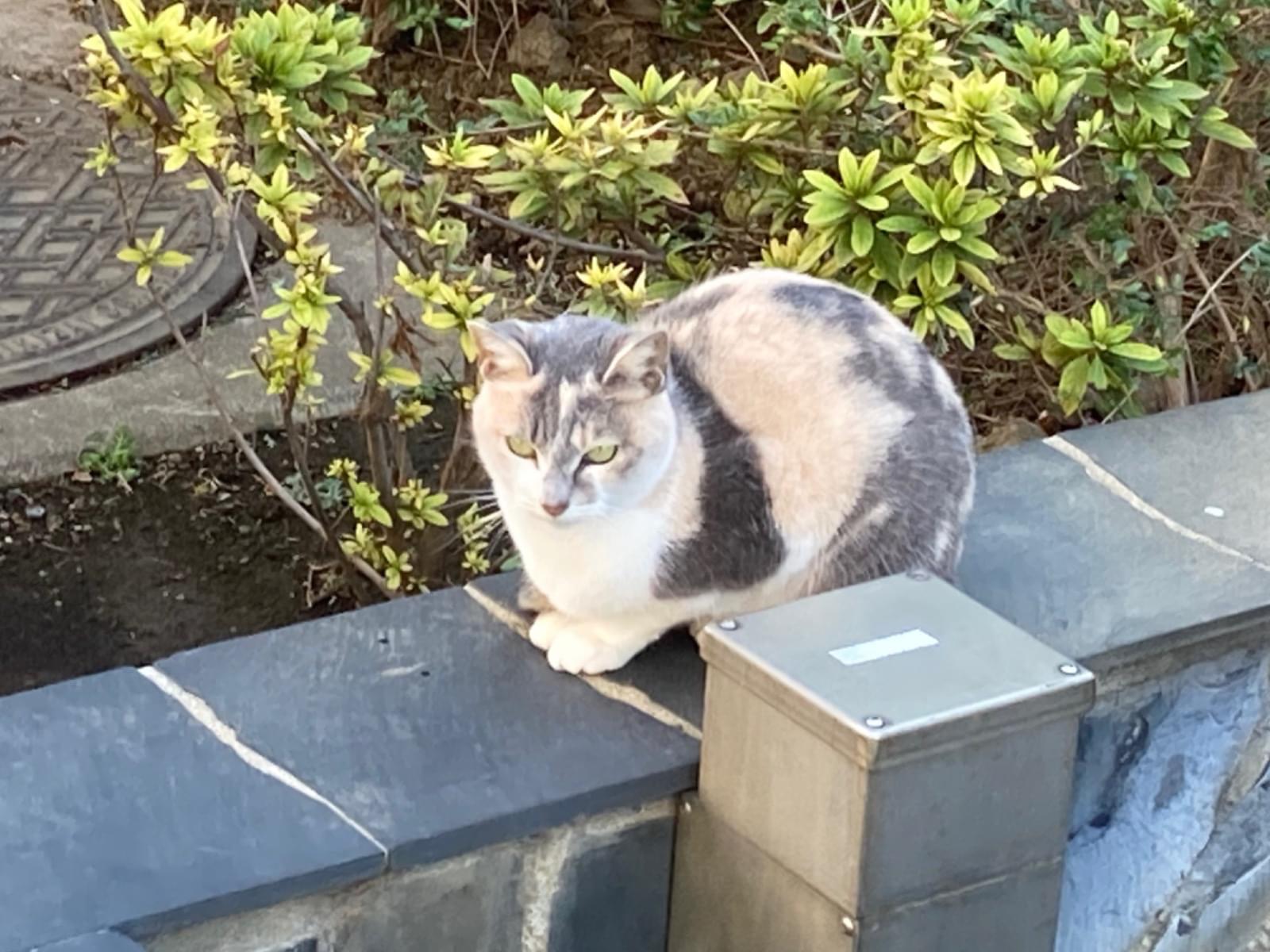 目撃された猫 目撃された猫